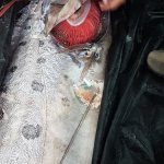 30.07.2018 В Чили рыбаки выловили из океана 150-килограмового монстра