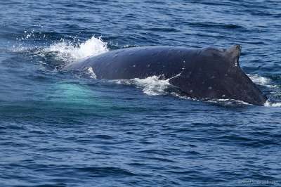 На Камчатке пересчитали китообразных и ластоногих