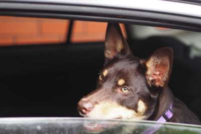 Зоологи рассказали, почему собаки любят высовывать голову из окон машин