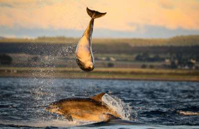 Фото дня - дельфины-афалины выпрыгивают из воды
