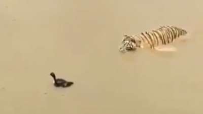 Находчивая утка уморительно обманула опасного тигра. Видео