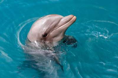 Во французском городке туристам запретили купаться из-за назойливого дельфина