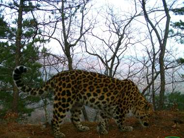 Фотоловушки выявили пятнистую мать-героиню "Земли леопарда"